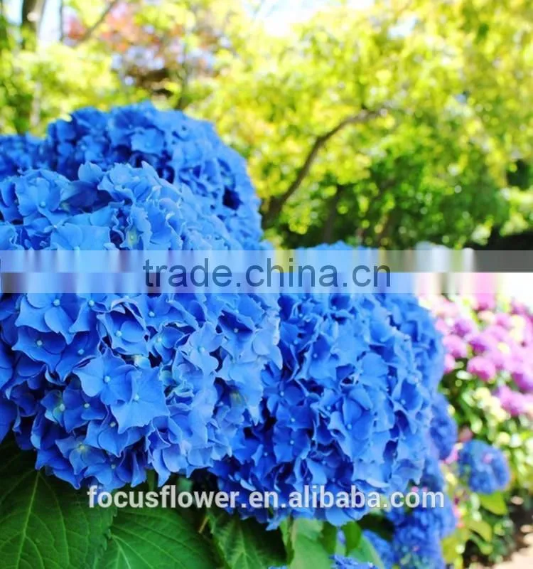 Real Touch Dark Blue Hydrangea Wholesale