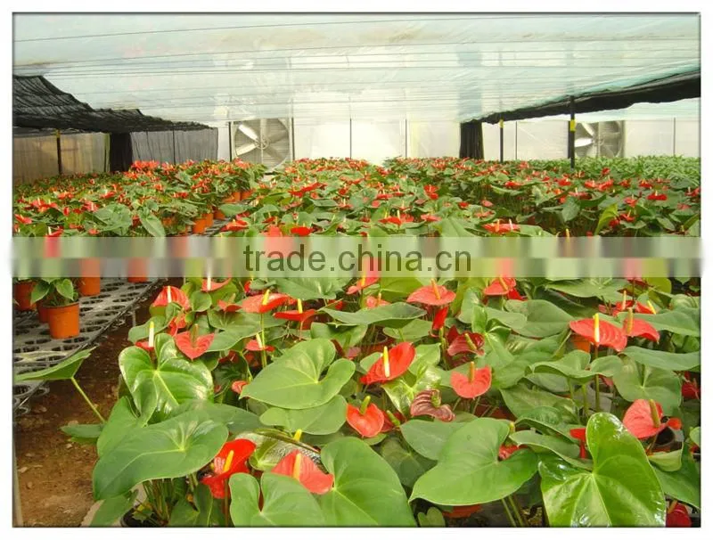Greenhouse Film Fastening , Anti-High Wind