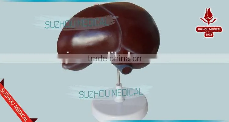 Liver model