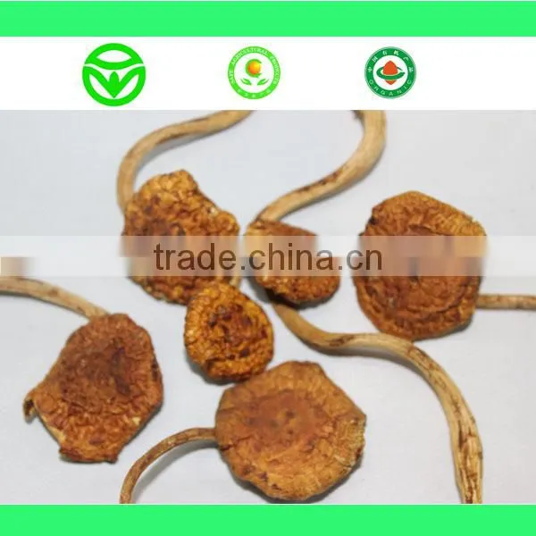 Farm Wholesale Dry Oyster Mushroom
