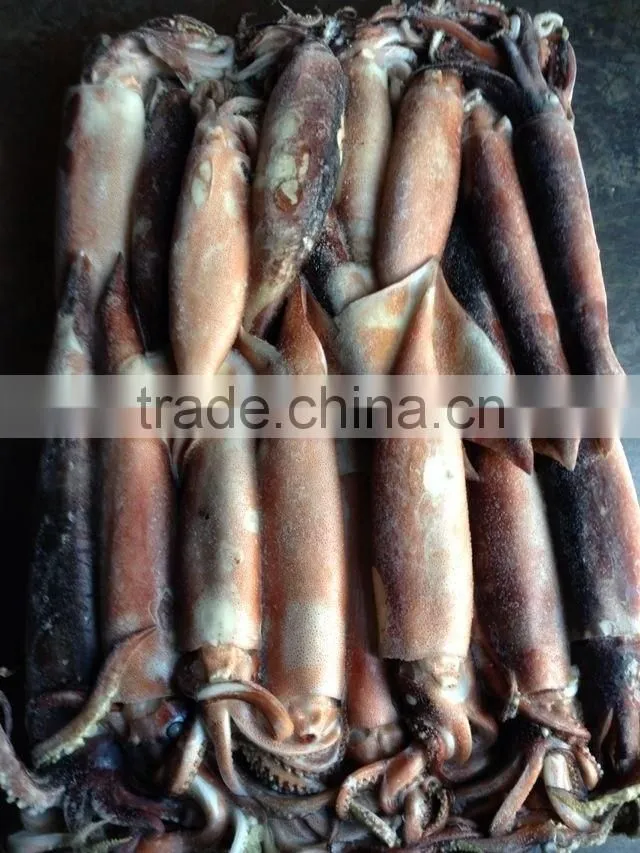 Frozen Squid Todarodes Pacificus