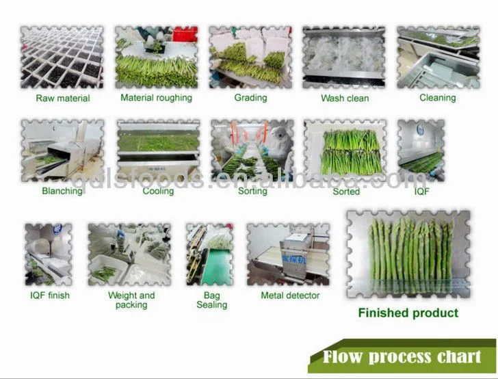 China Frozen Vegetable Production Line/Green Peas Quick Freezing Processing Machine