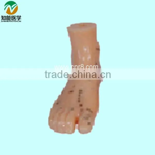 13CM Foot Acupuncture Model BIX-Y1021