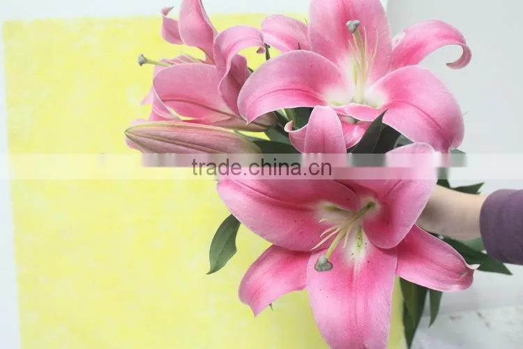 Reasonable price new coming lily flower from kunming