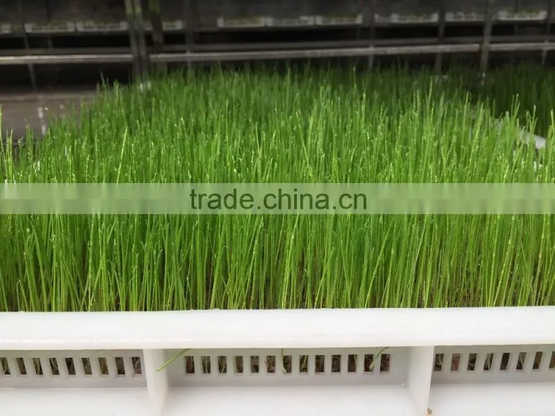 China hot selling Automatic Barley Sprouting machine