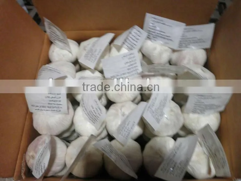 shangdong fresh garlic