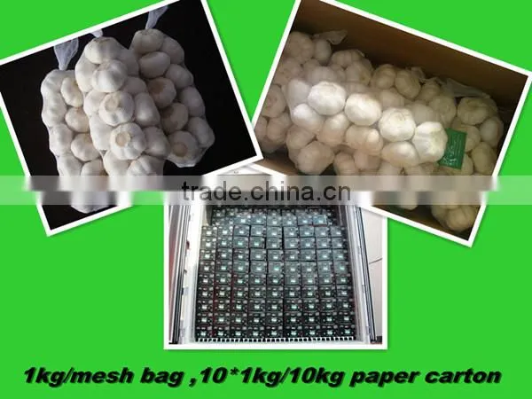 chinese garlic