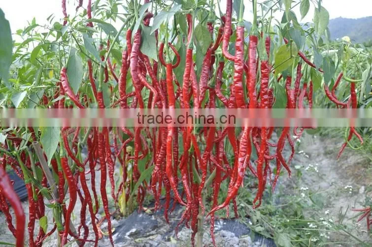 Hot sale hybrid high yield chili pepper seeds-Jiao Long
