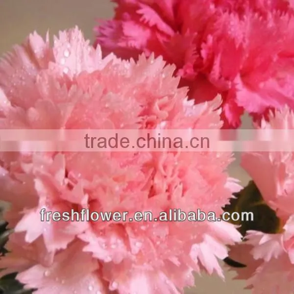 Christmas present of fresh flower named fresh carnation flower