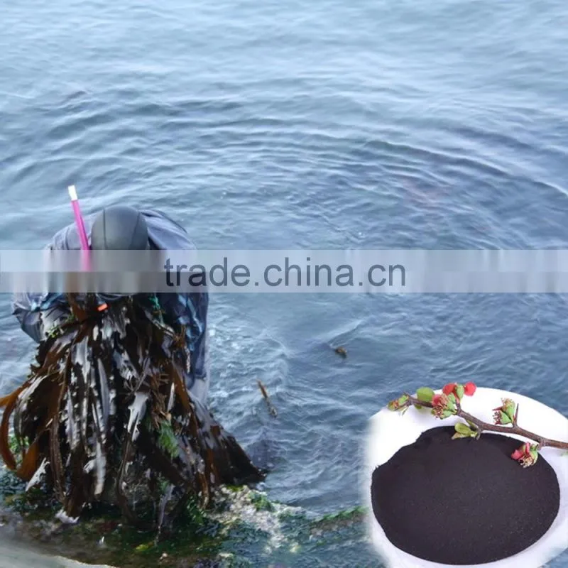 2017 presale kelp seaweed extract powder in good price