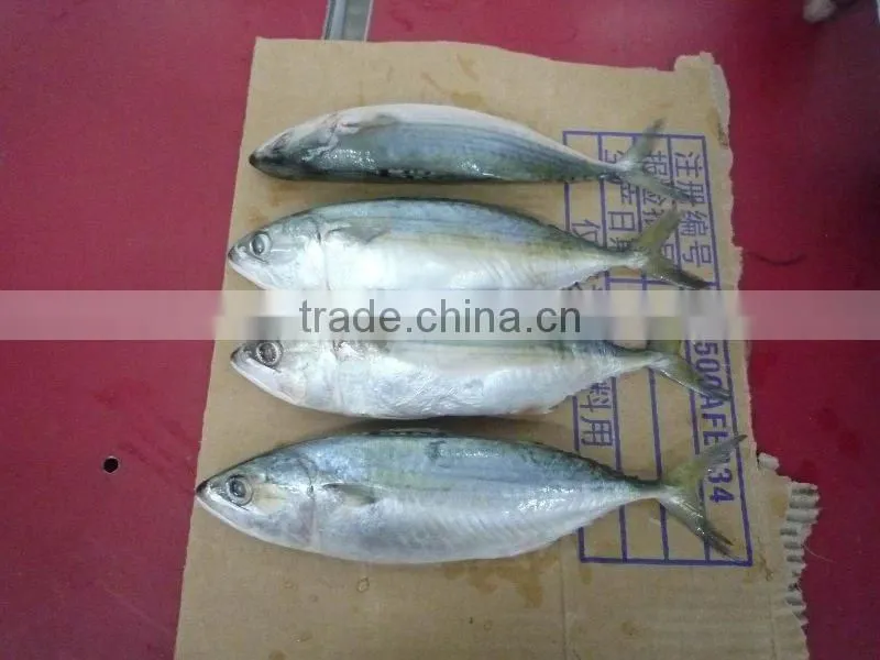 frozen Spanish mackerel
