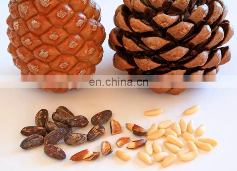 Pine cone processing machine | pine cone nuts sheller /shelling machine/ pinecone peeling machine