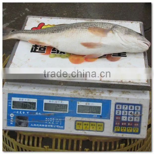 Frozen fresh whole red drum fillet