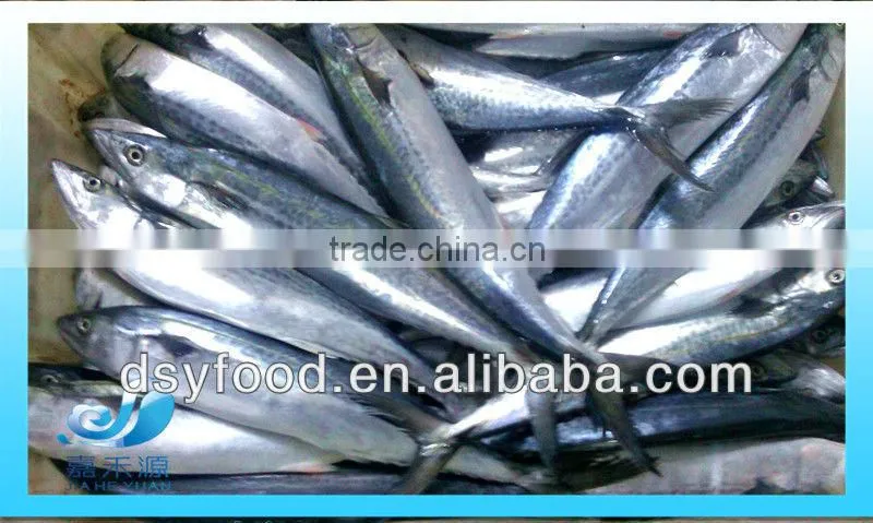 Frozen Pacific Mackerel
