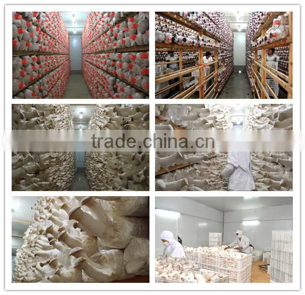 2014 fresh Pleurotus Eryngii for supermarket