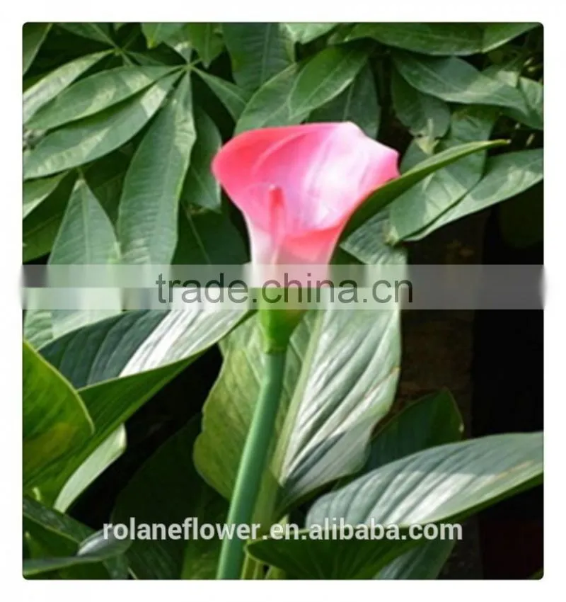 real natural fresh red wine color calla lily flowers in kunming