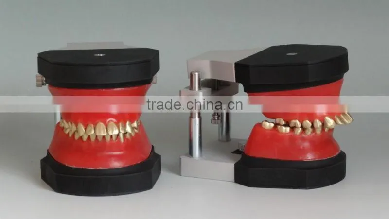 Dental orthodontic operational training model DEA-32