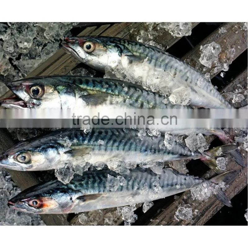 IQF spotted chub mackerel for sale