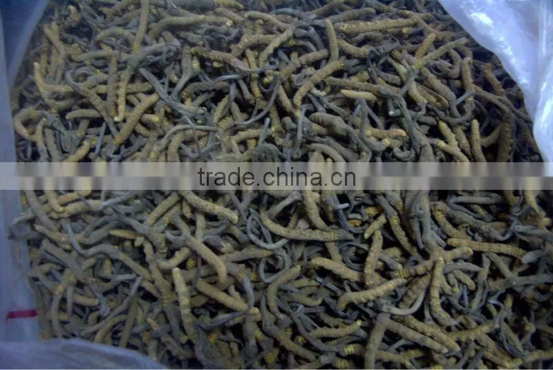 Natural cordyceps sinensis