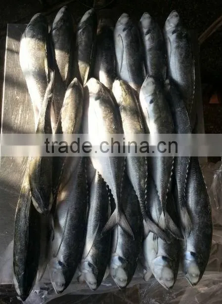 tuna roe jack mackerel