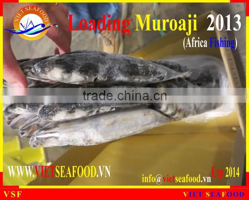 LOADING MUROAJI FOR TUNA BAIT