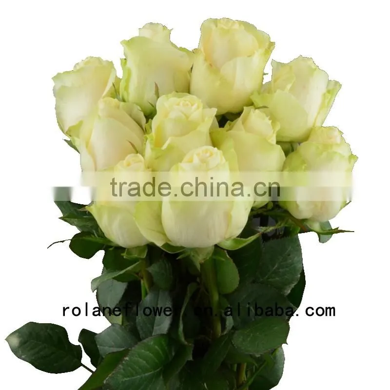 Newest dubai fresh flower importers artificial rose plant peach avalanche rose for home farms directly supply