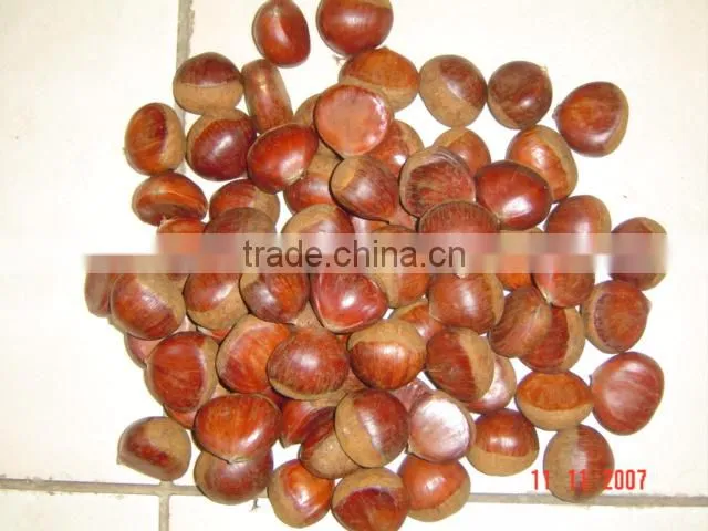 Supply fresh chestnut