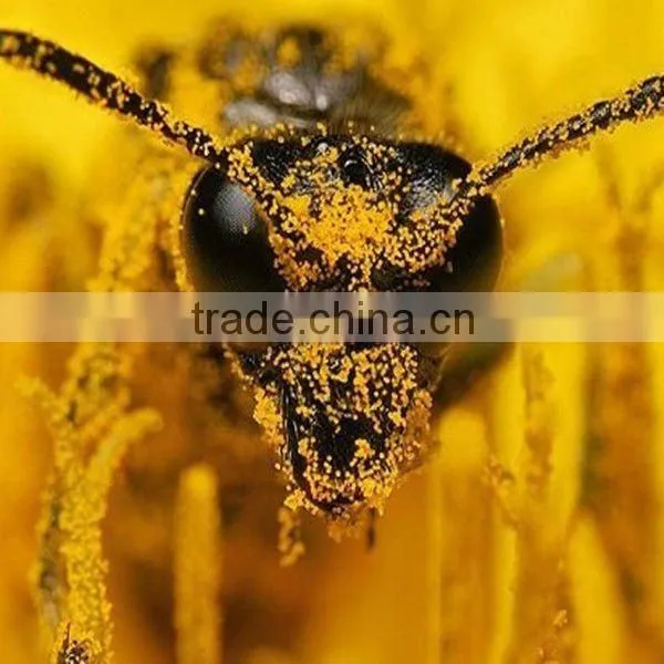 Pure raw honey bee pollen rape bee pollen from big farm