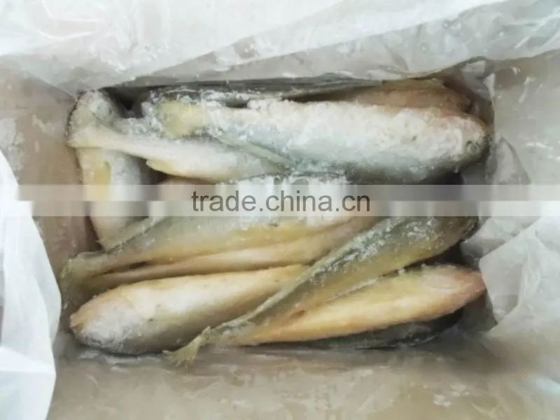 Top sale WR Frozen yellow croaker Fish