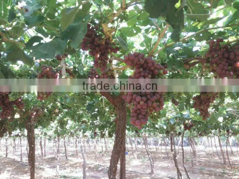 Grapes with different sizes and packing