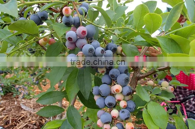 Japanese High Quality Fresh Blueberry Fruit Juice Concentrate