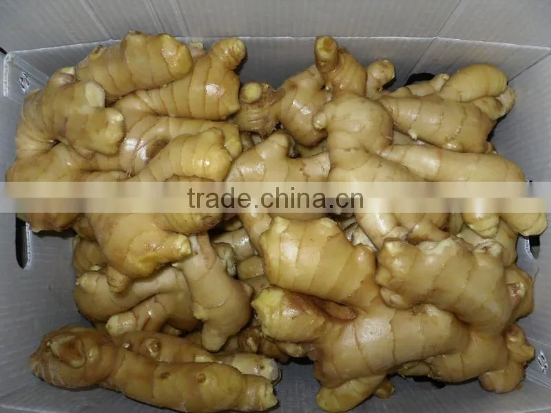 Fresh mature fat ginger