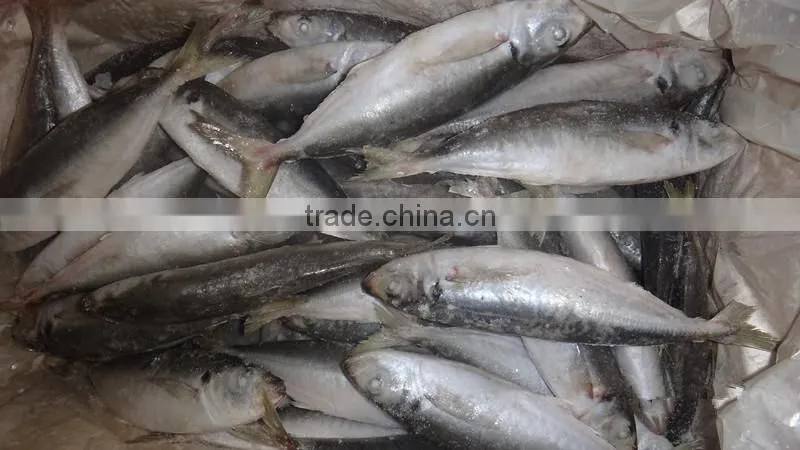 vietnam surimi horse mackerel
