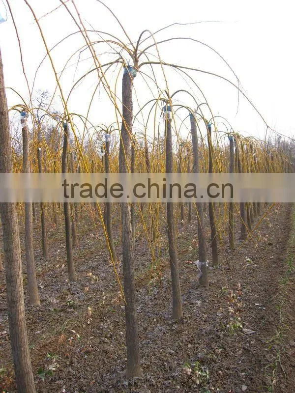 Sophora japonica golden color leaves