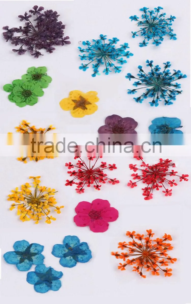 Stickers & Decals 3D Dry Flower, Mix 12 Color Decoration Real Dried Dry Flower for Nail Art Decoration ZX:GH743