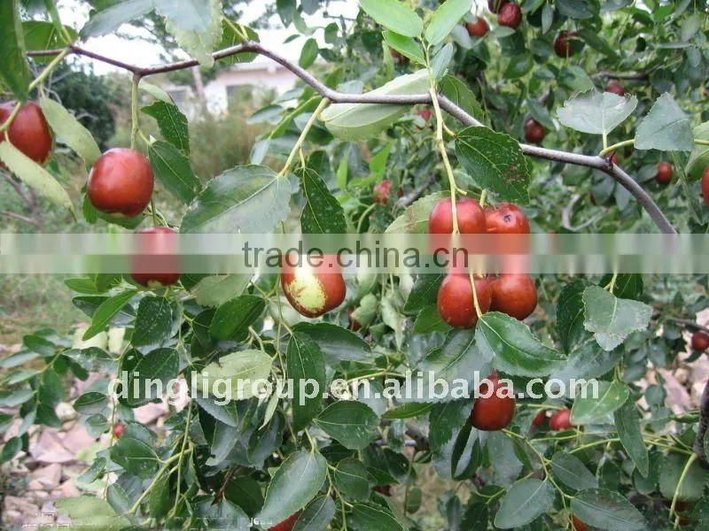 Dried red jujube