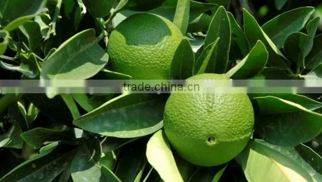 100% Pure Bergamot Essential Oil