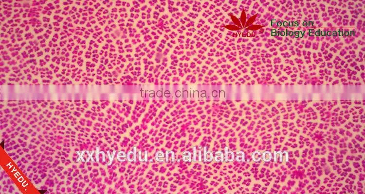 School Student Study Laboratory Botany Prepared Microslides algae Individual microscope prepared slide