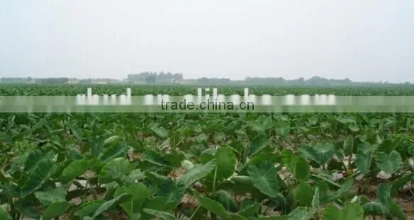 Chinese taro root 60g and up