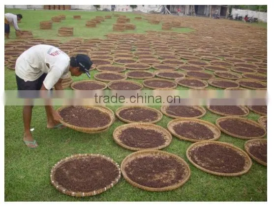 SUPPLY CLOVES (Call: +84 1687264621)
