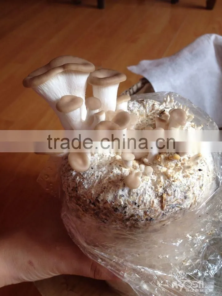 Whole Part and Cultivation Processing Type oyster mushroom grow bag