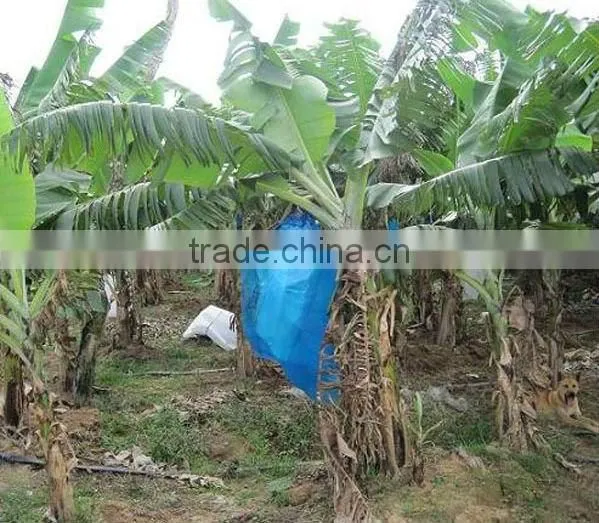 PE with UV and Blue Line Printed Banana Bunch Cover/Bag