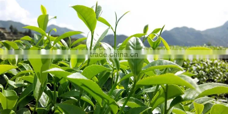Organic Oolong tea/Loose weight Oolong tea