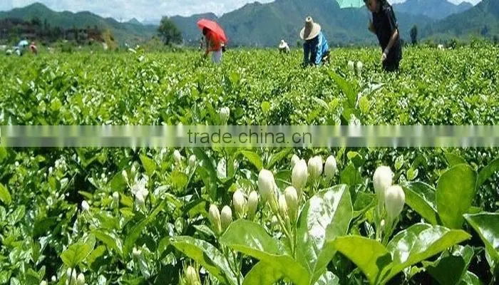 2015 famouse new jasmine green tea, natural jasmine green tea, jasmine flower flavor herbal tea