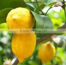 Lemon Oil