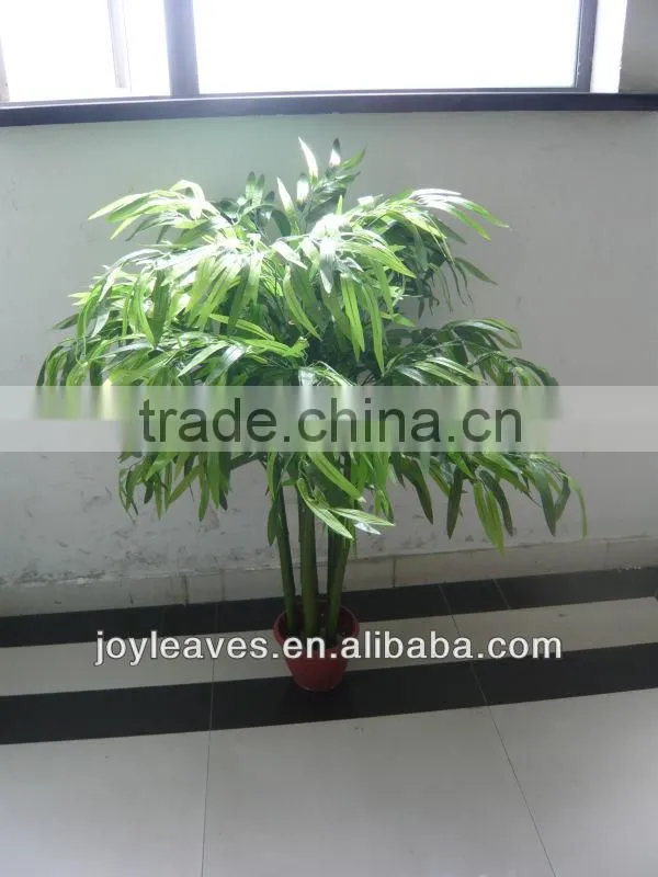 New bamboo leaf bamboo plant