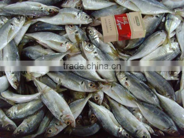 Frozen horse mackerel fish