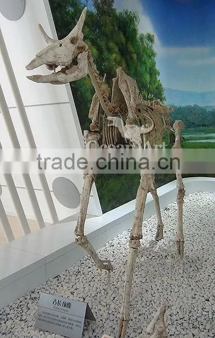 Animal fossil for people who watch fossil
