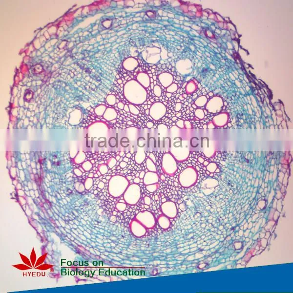 Botony slides Individual microscope prepared slide