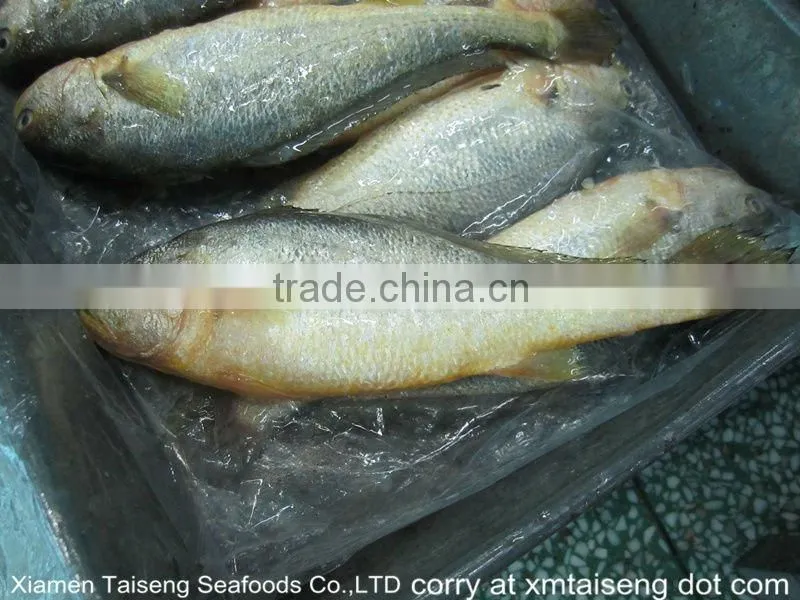 Deep frozen Croceine Chinese big whole round yellow croaker